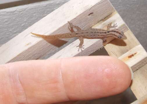 Image de Sphaerodactylus difficilis typhlopous Schwartz 1983