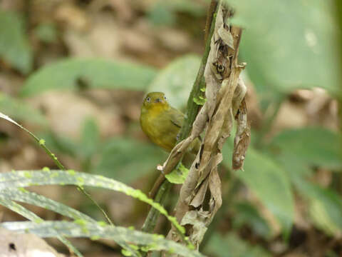 Слика од Pipra aureola aureola (Linnaeus 1758)