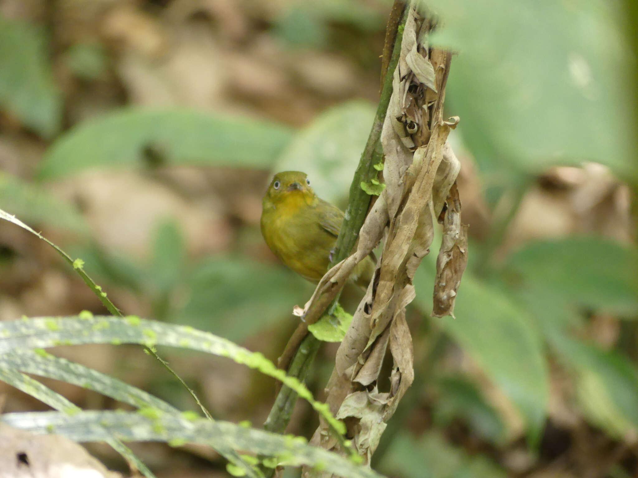 Imagem de Pipra aureola aureola (Linnaeus 1758)