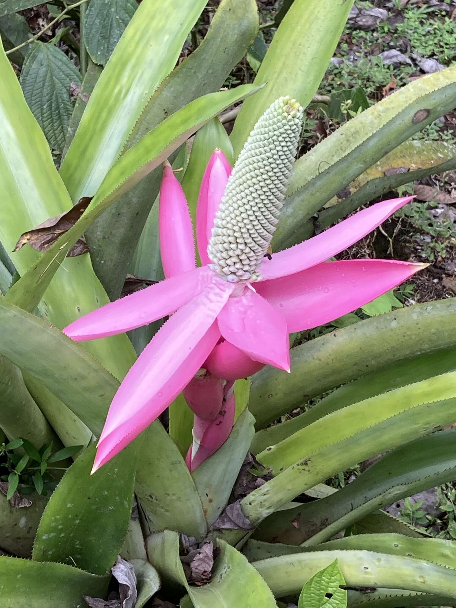 Слика од Aechmea mariae-reginae H. Wendl.