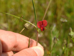 Image of red pea