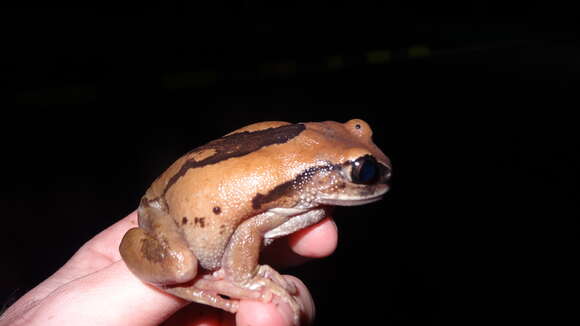 Image de Leptopelis mossambicus Poynton 1985