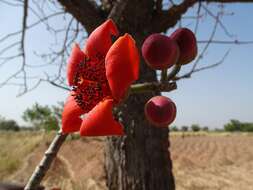 Image of Red Silk Cotton