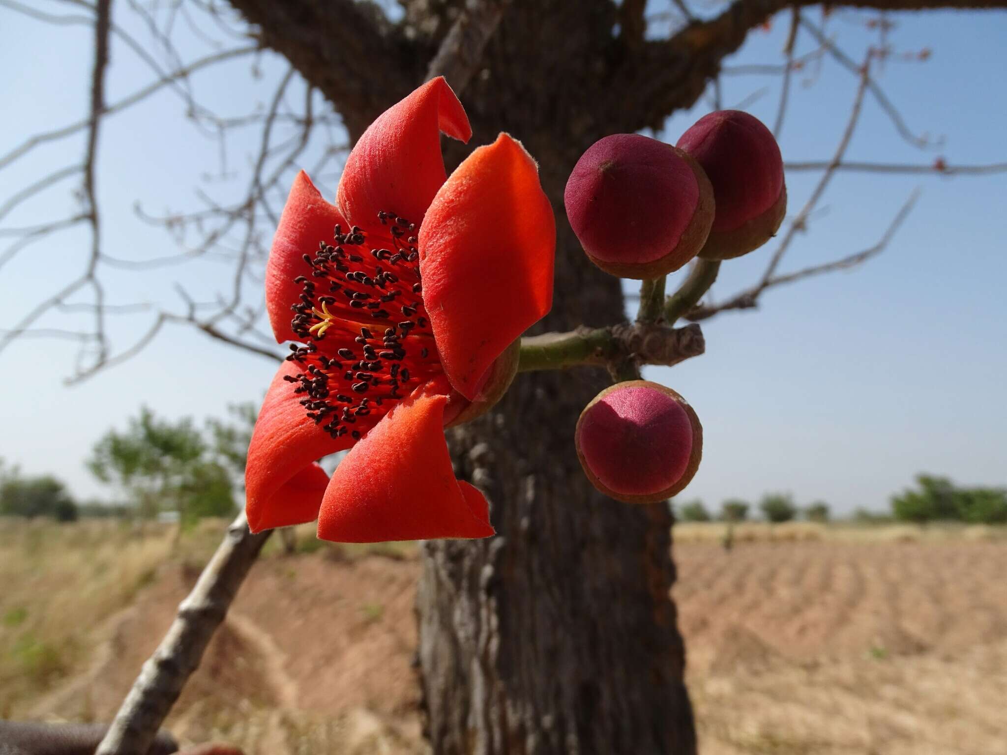 Image of Red Silk Cotton