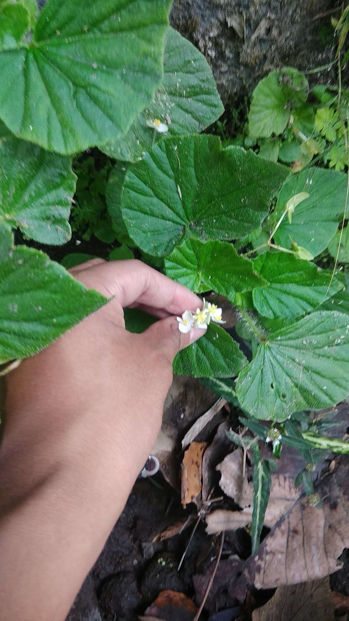 Image of Brazilian Begonia