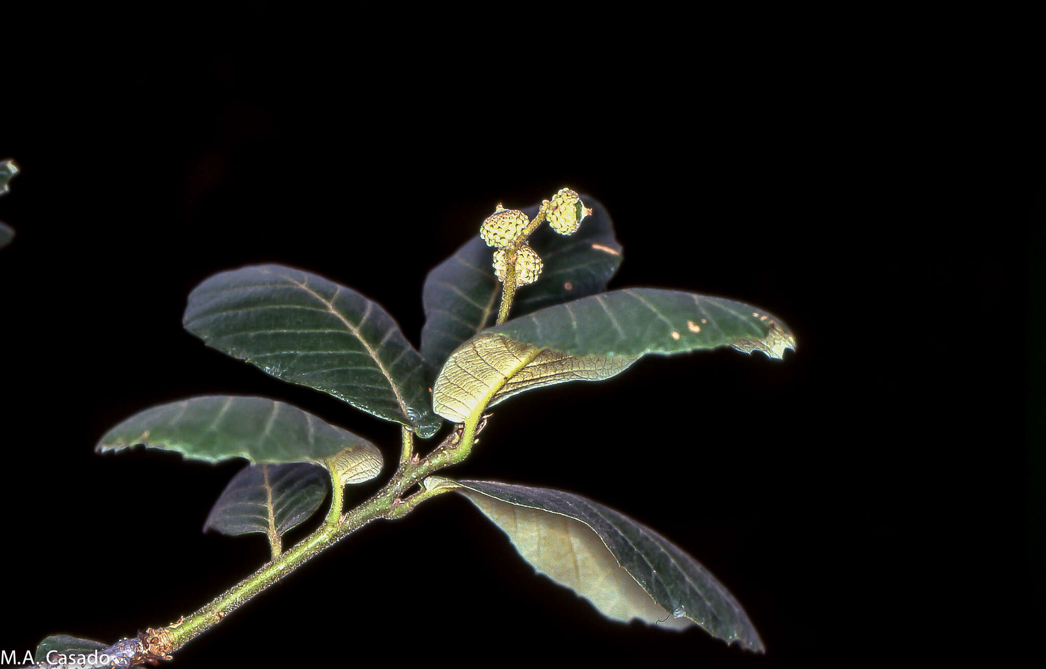 Image of Quercus sideroxyla Bonpl.