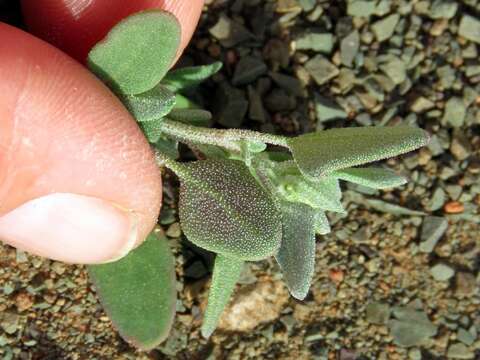 Plancia ëd Chenopodium phillipsianum Aell.