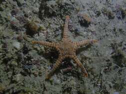 Image of Double Sea Star