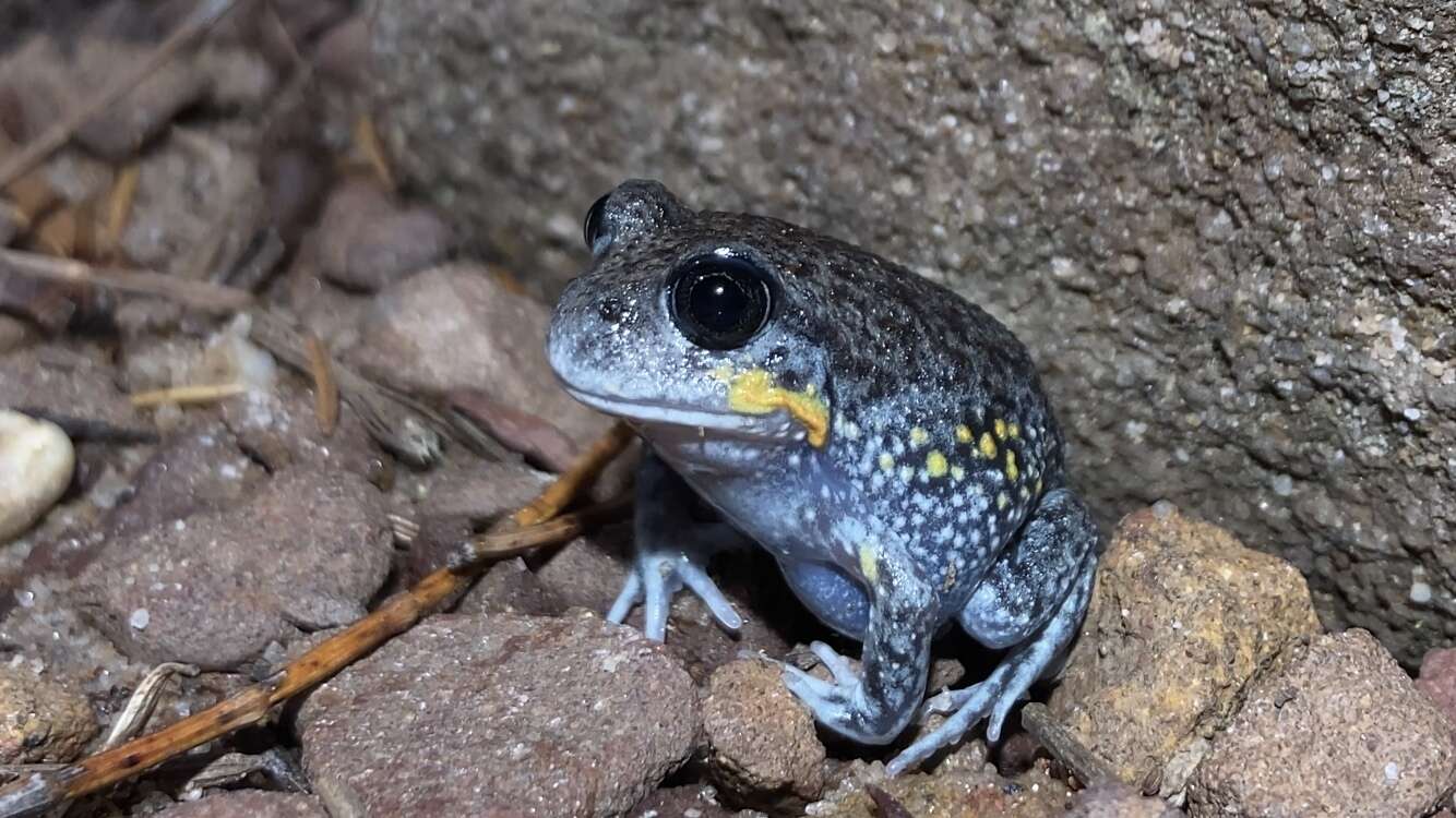 Imagem de Heleioporus australiacus (Shaw & Nodder 1795)