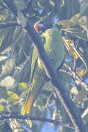 Image of Slaty-headed Parakeet