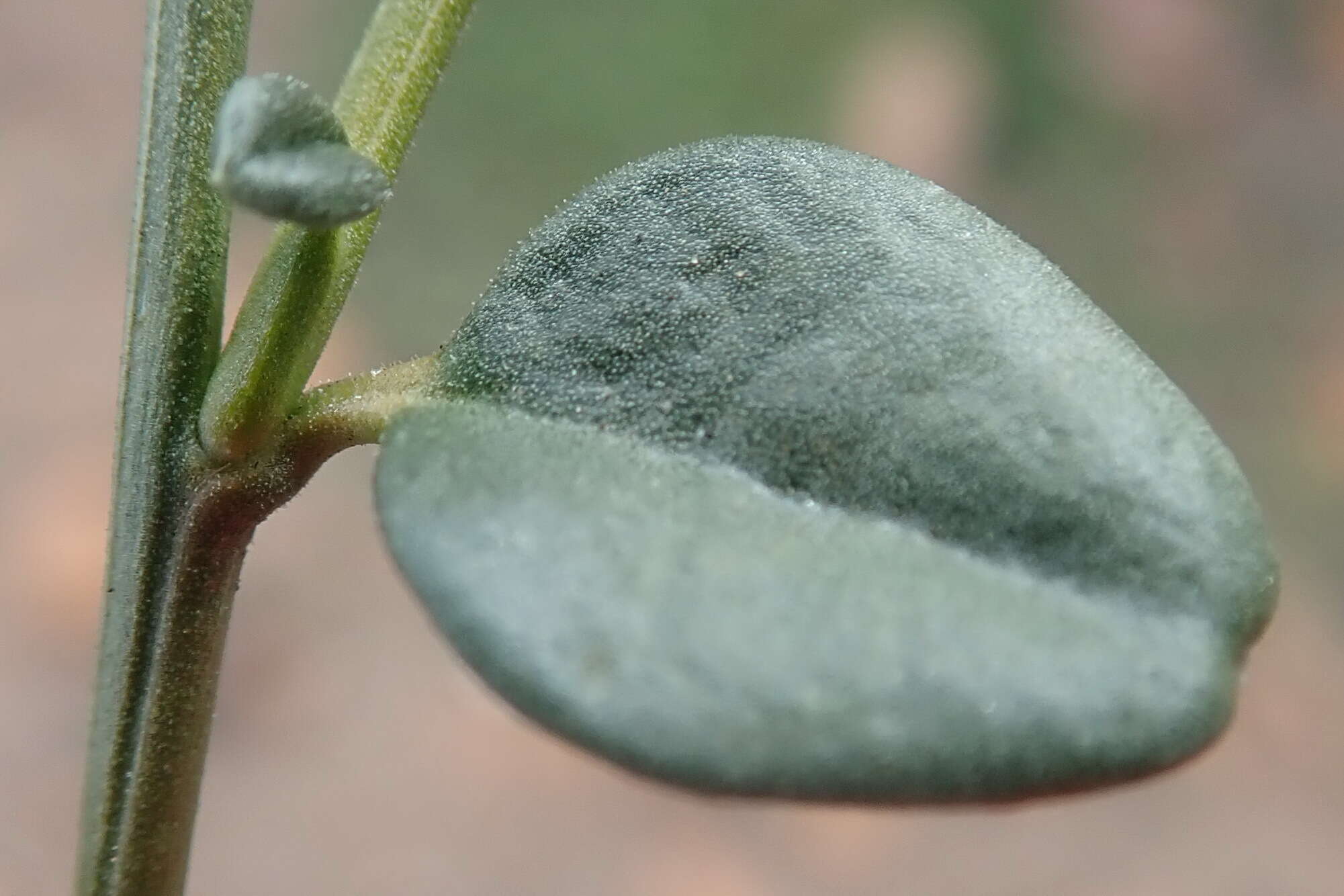 Image of Limeum telephioides var. telephioides