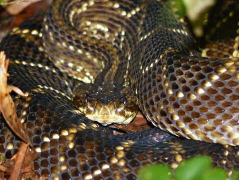 Image of Crotalus durissus terrificus (Laurenti 1768)