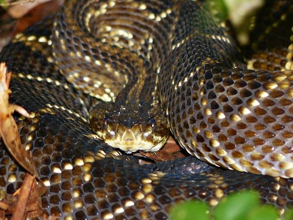 صورة Crotalus durissus terrificus (Laurenti 1768)