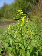 Image of Great Yellow-cress