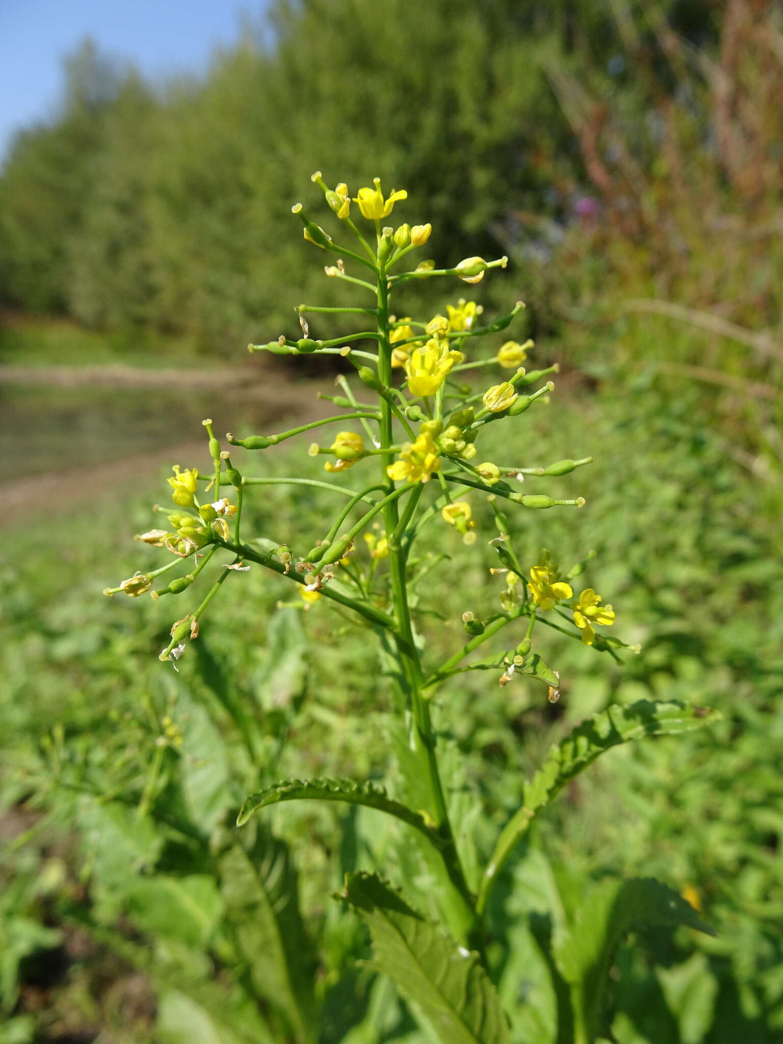 Image of Great Yellow-cress