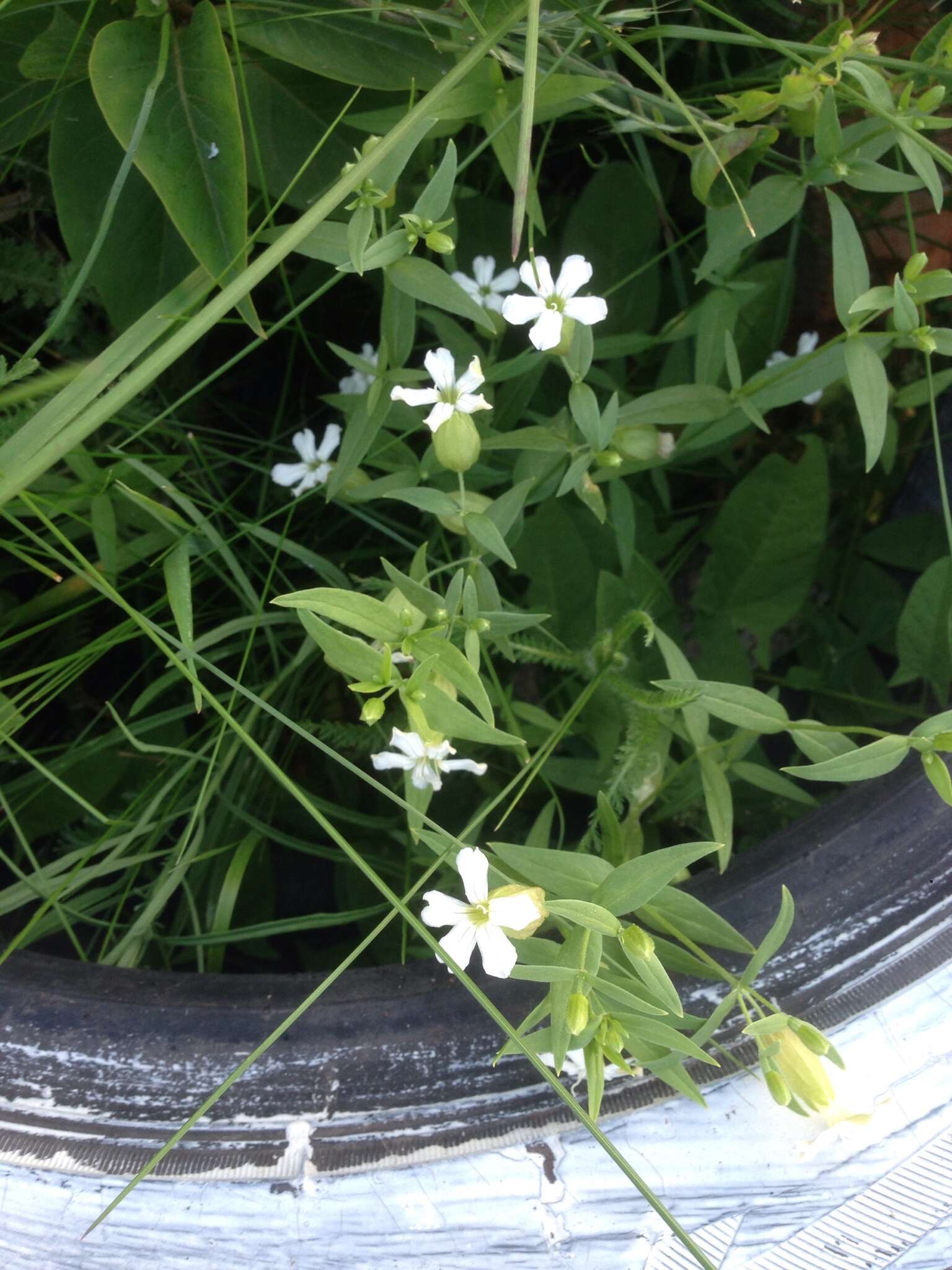 Image of Silene procumbens Murr.