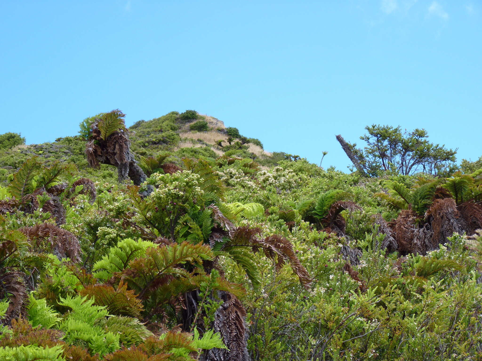 Image of Dicksonia externa (C. Chr. & Skottsb.) Skottsb.