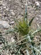 Image of <i>Cirsium <i>arizonicum</i></i> var. arizonicum