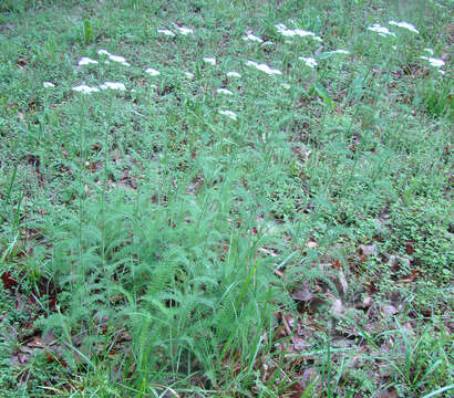 Image of yarrow, milfoil