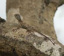 Image of Mozambique Agama