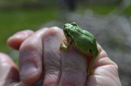 Image of European Treefrog