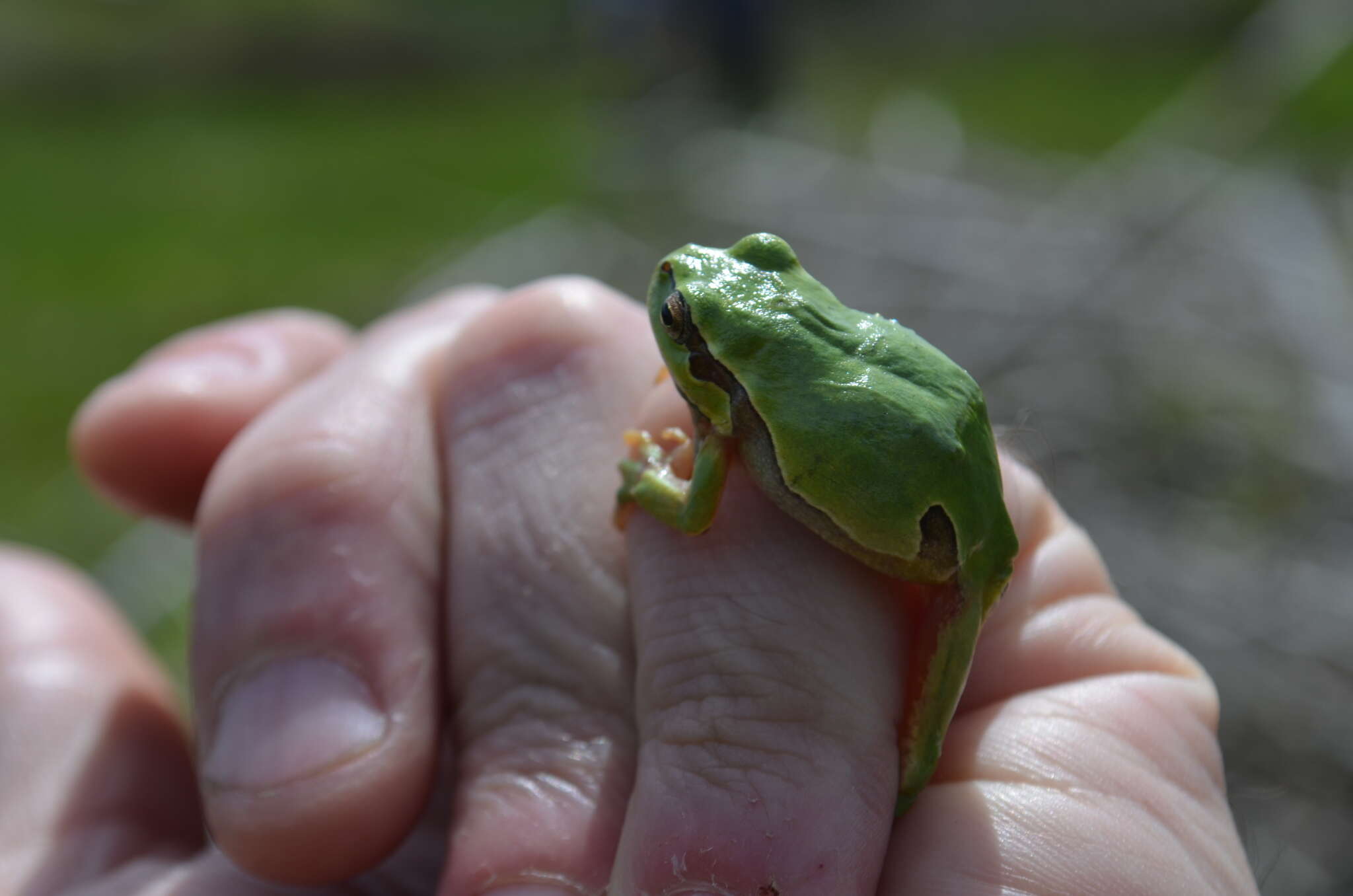 Image of European Treefrog