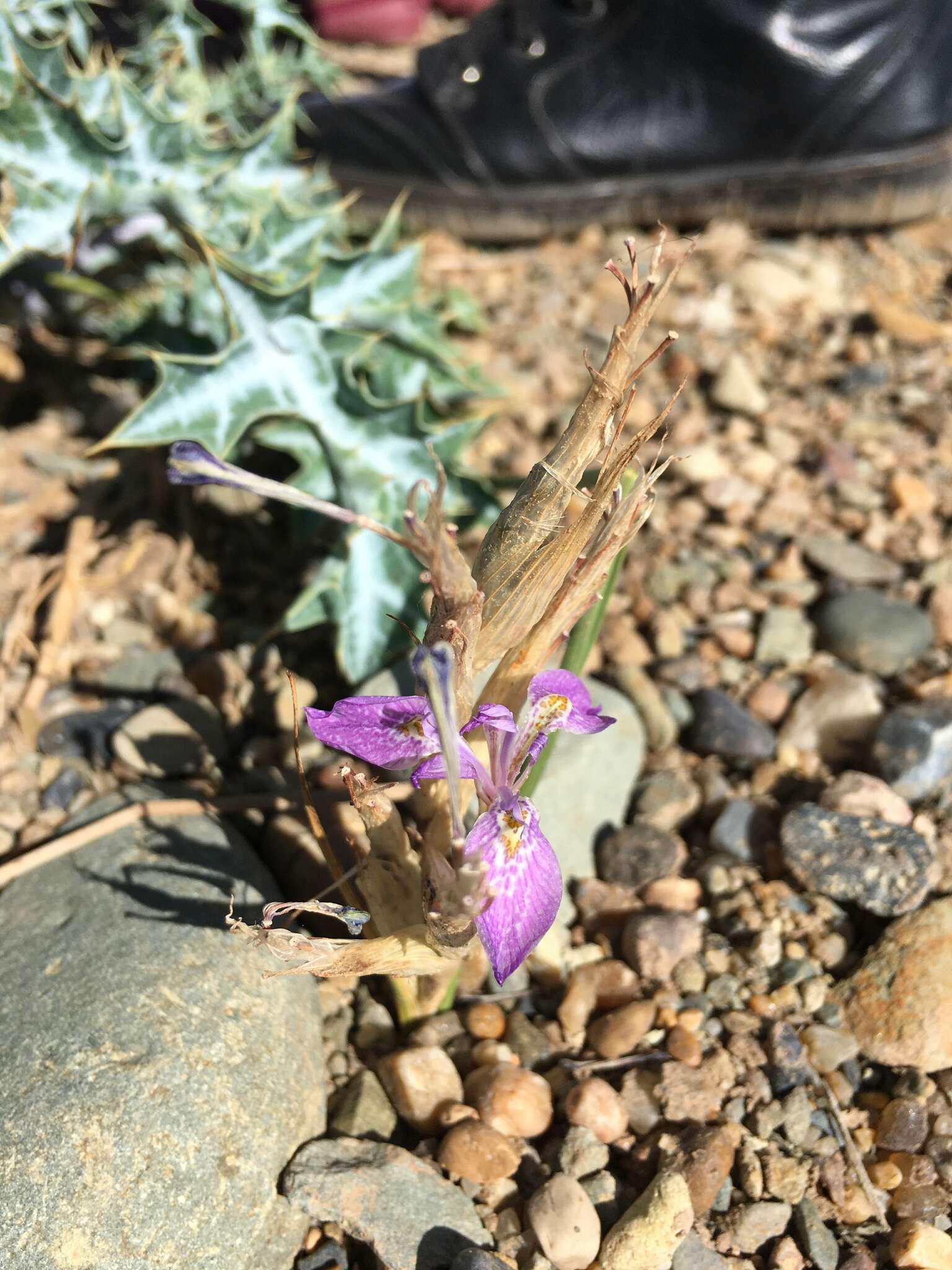 Image of Moraea simulans Baker