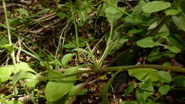 Image of Myosotis australis R. Br.