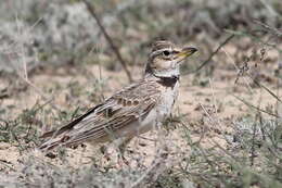 Image of Bimaculated Lark