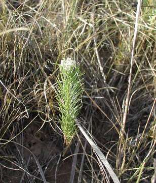 Image of Low Milkweed