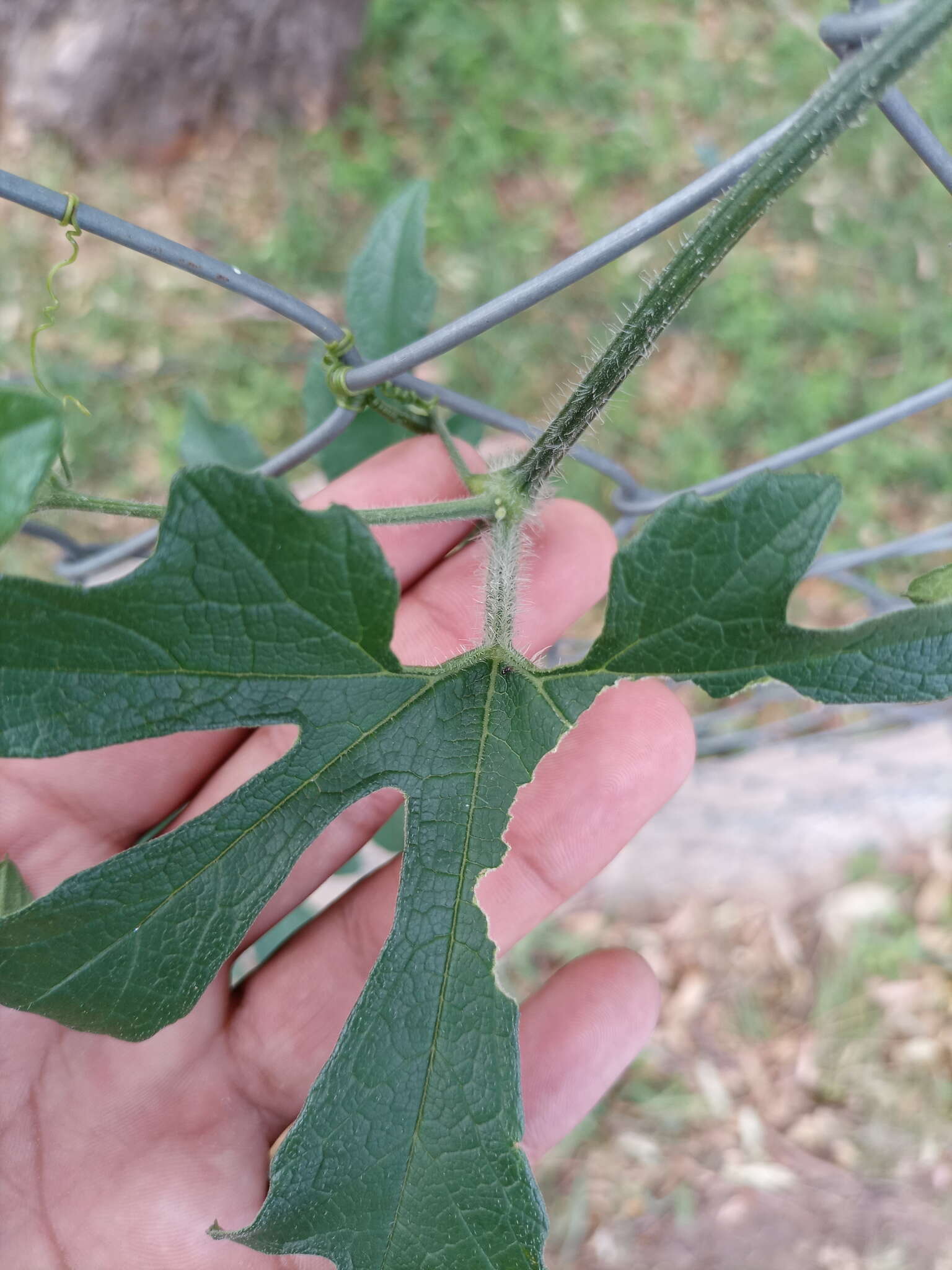 صورة Cayaponia bonariensis (Mill.) Mart. Crov.