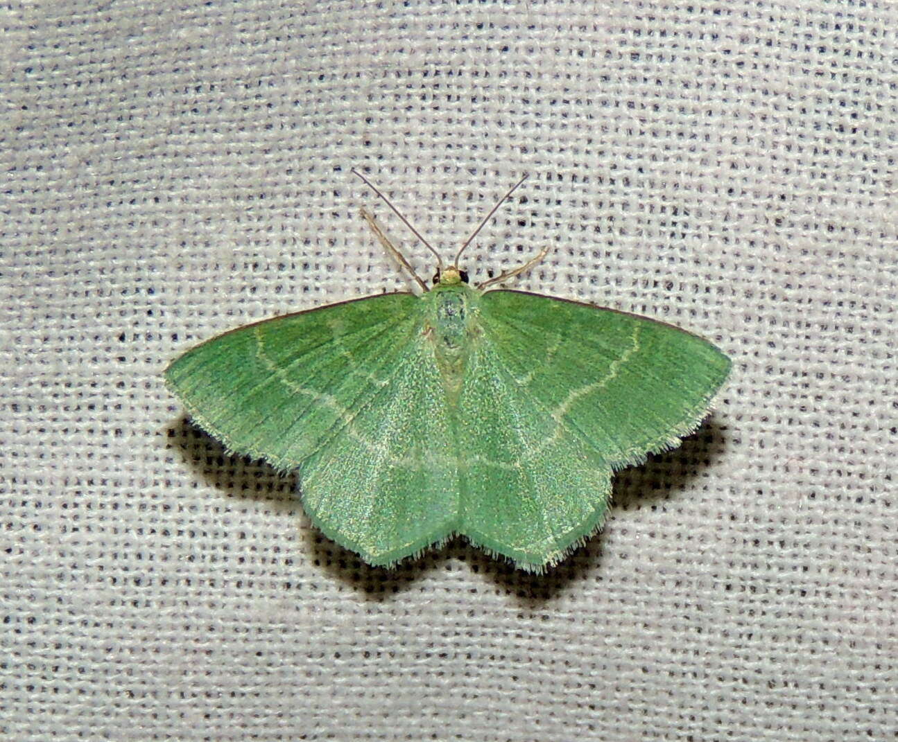 Image of southern grass emerald