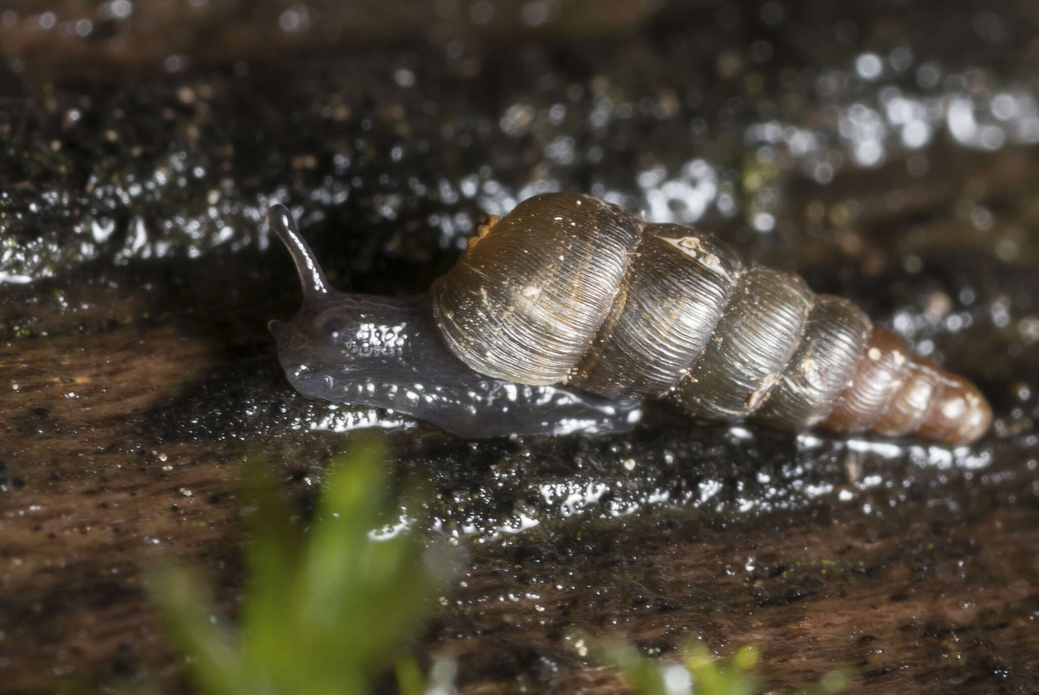 Image of Tree snail