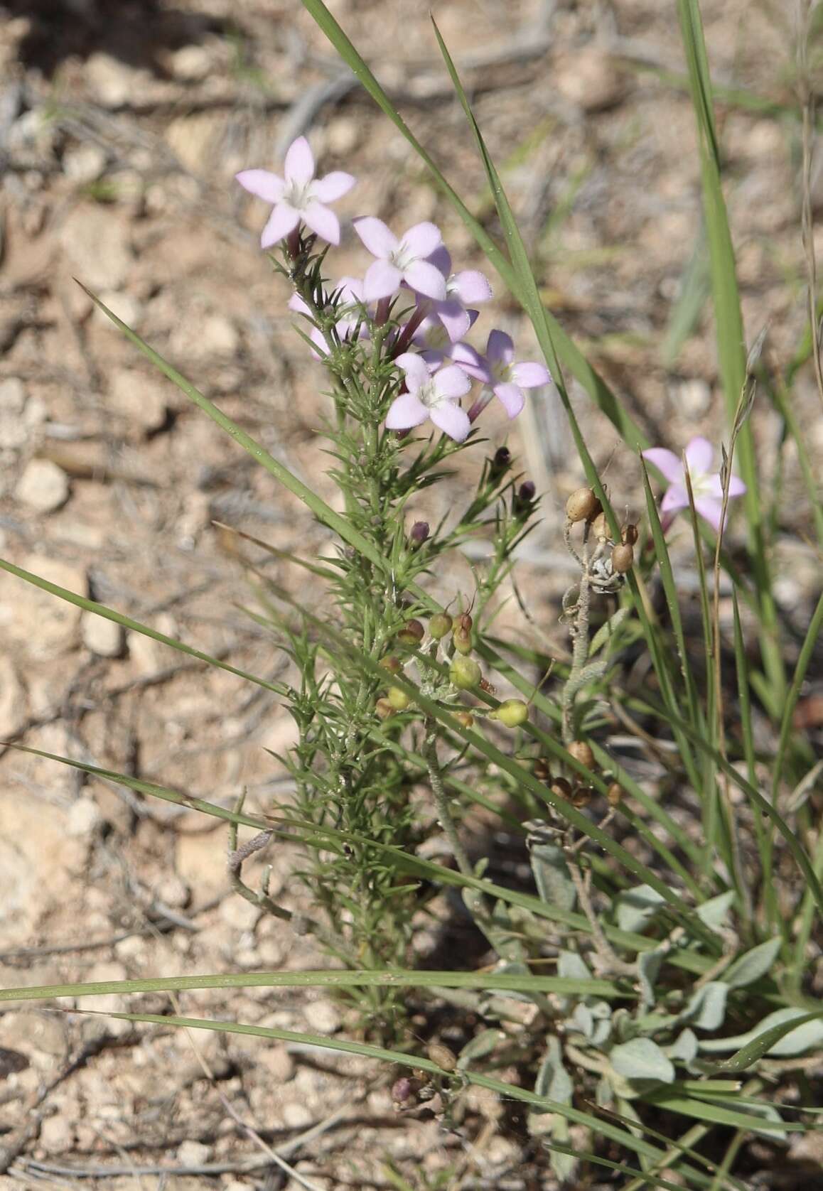 Sivun Houstonia acerosa (A. Gray) Benth. & Hook. fil. kuva