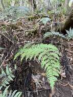 Image of Pacific Wood Fern