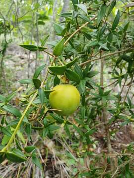 Image of lemon saptree