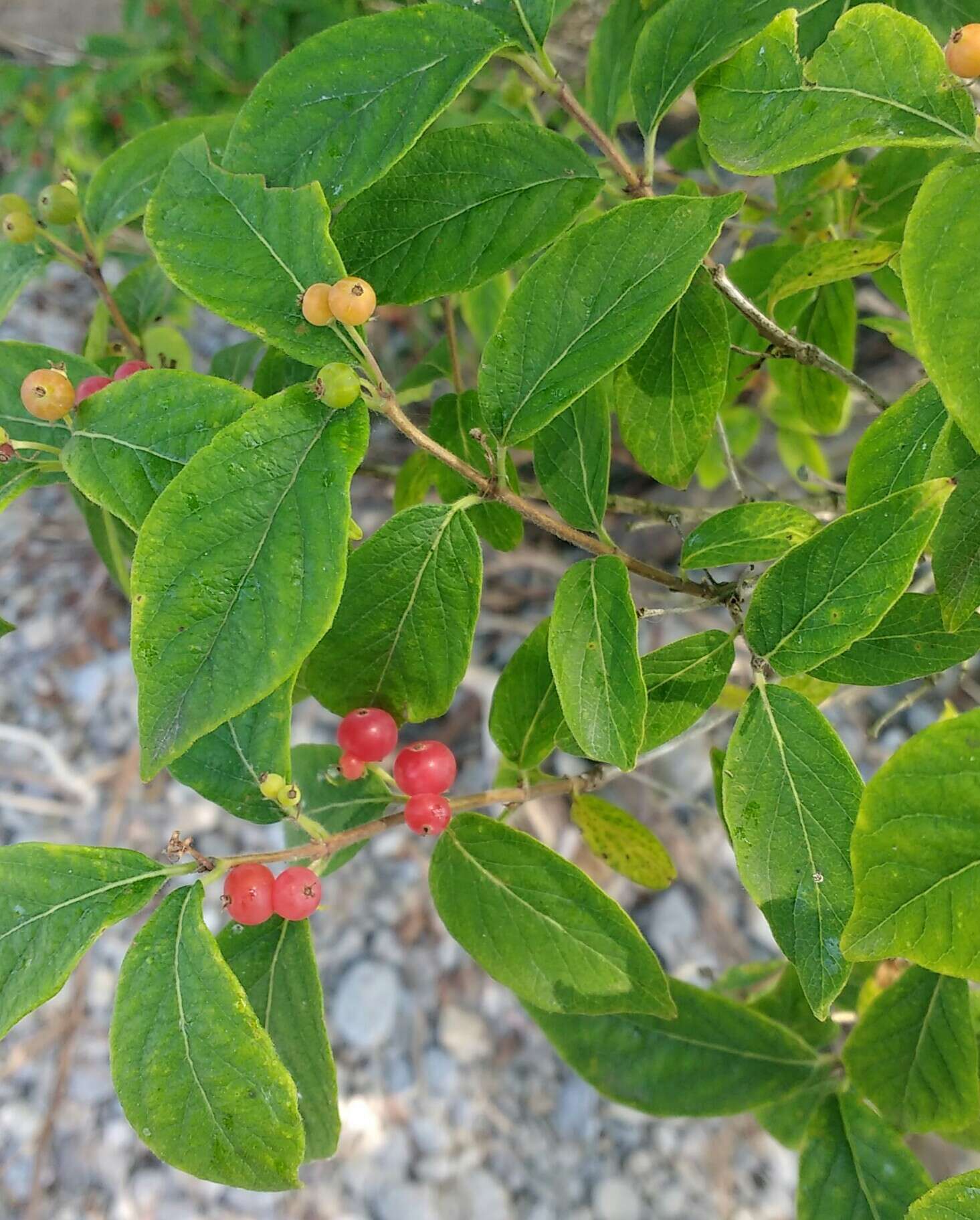 Image of fly honeysuckle