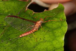 Image de Zephlebia borealis (Phillips 1930)