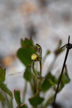 Image of Centella difformis (Eckl. & Zeyh.) Adamson