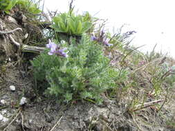 Image de Oxytropis wrangelii Jurtzev