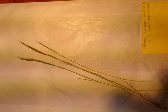 Image of rat's-tail fescue