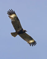 Image of Black-breasted Buzzard