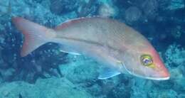 Image of Yellow-banded snapper