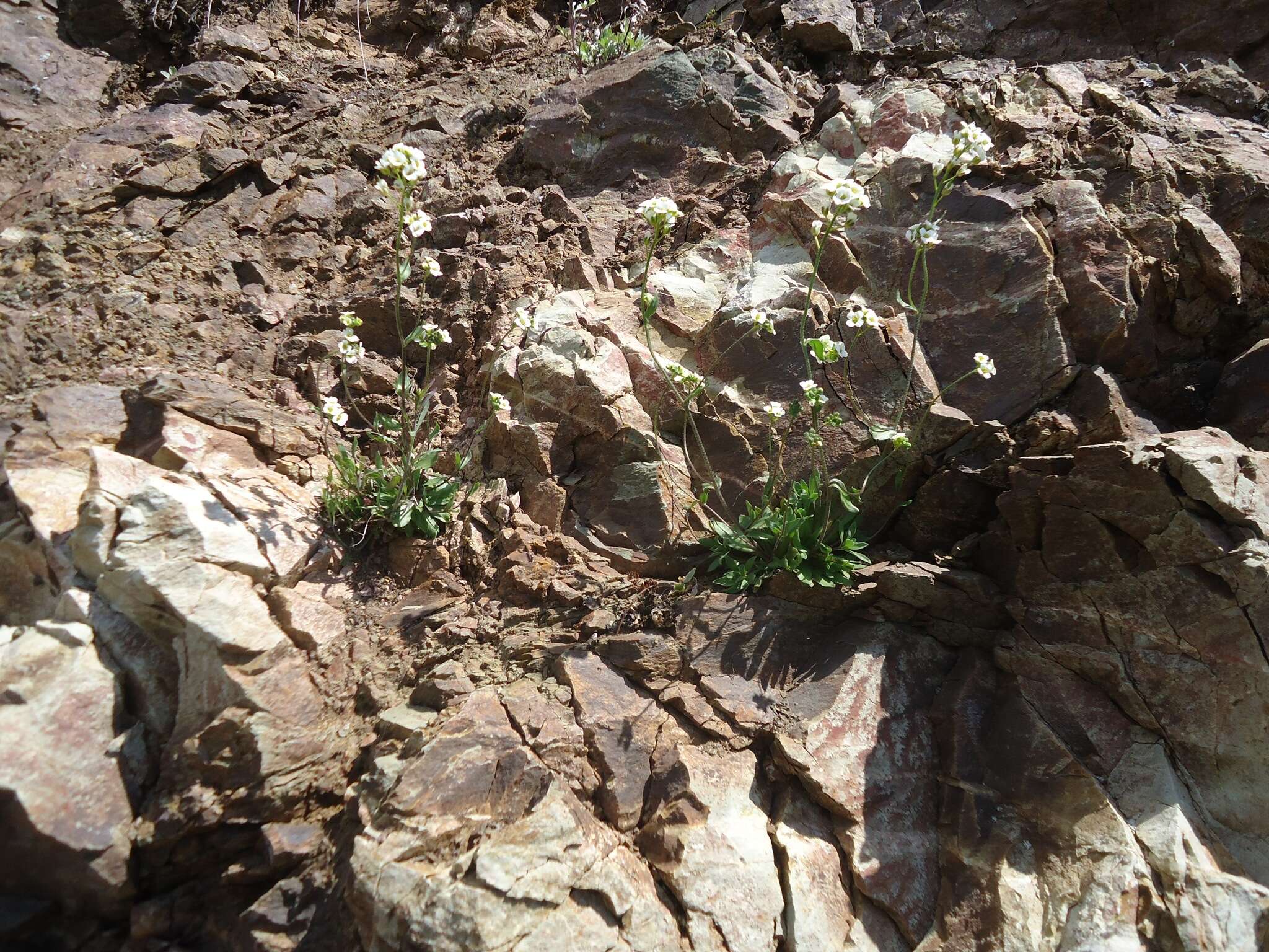 Image of boreal draba