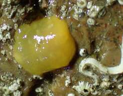 Image of yellow-plumed sea slug