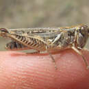 Image of Little spurthroated grasshopper