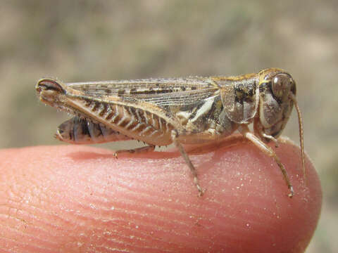 Melanoplus infantilis Scudder & S. H. 1878 resmi