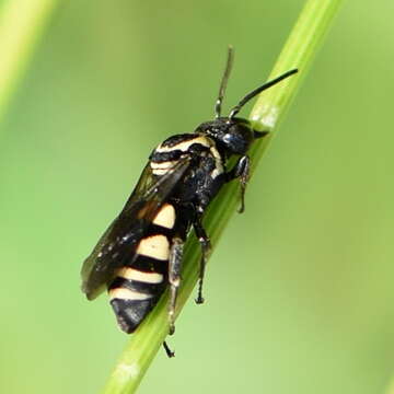 Triepeolus remigatus (Fabricius 1804) resmi