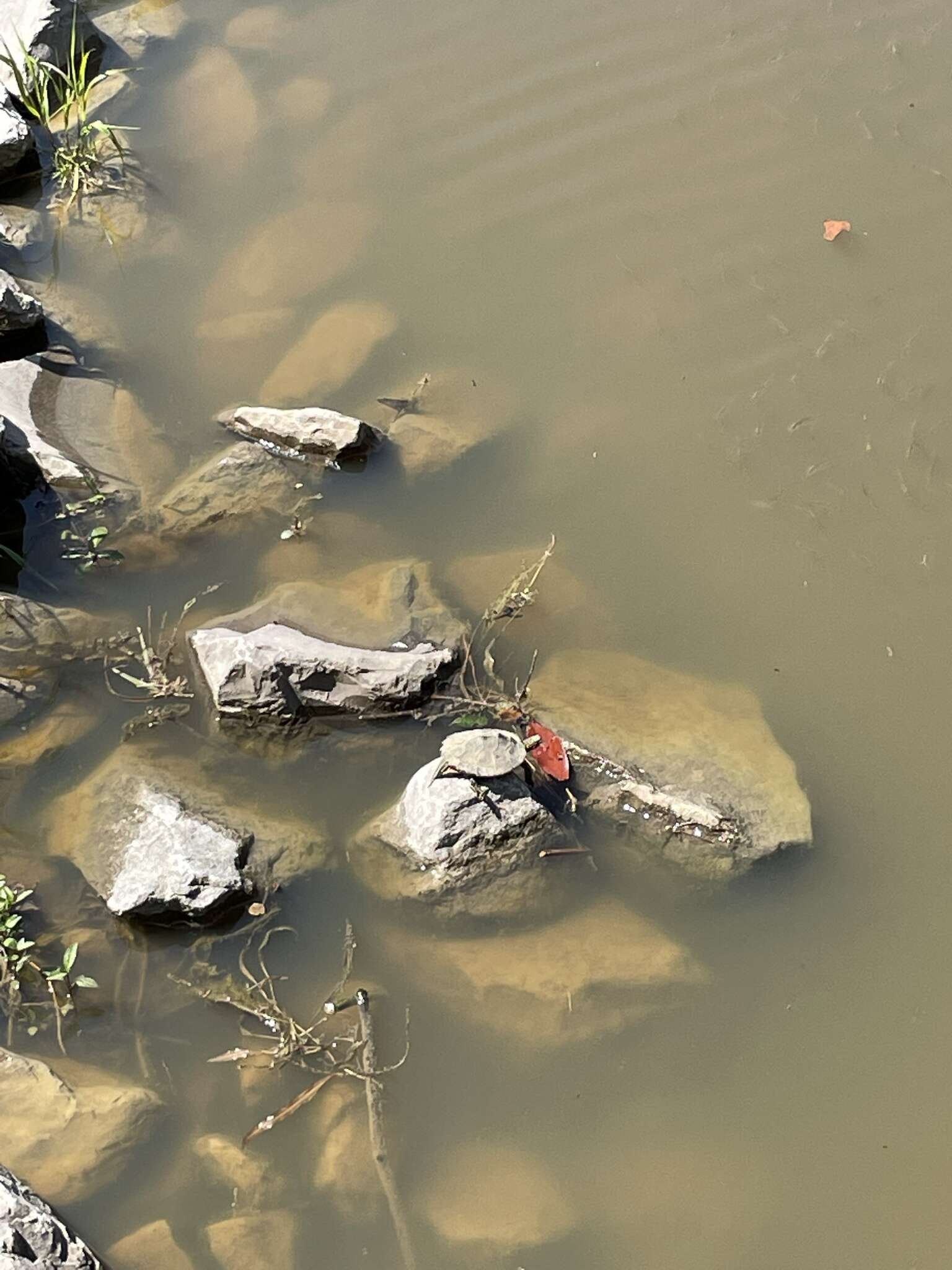 Image of Ringed Map Turtle