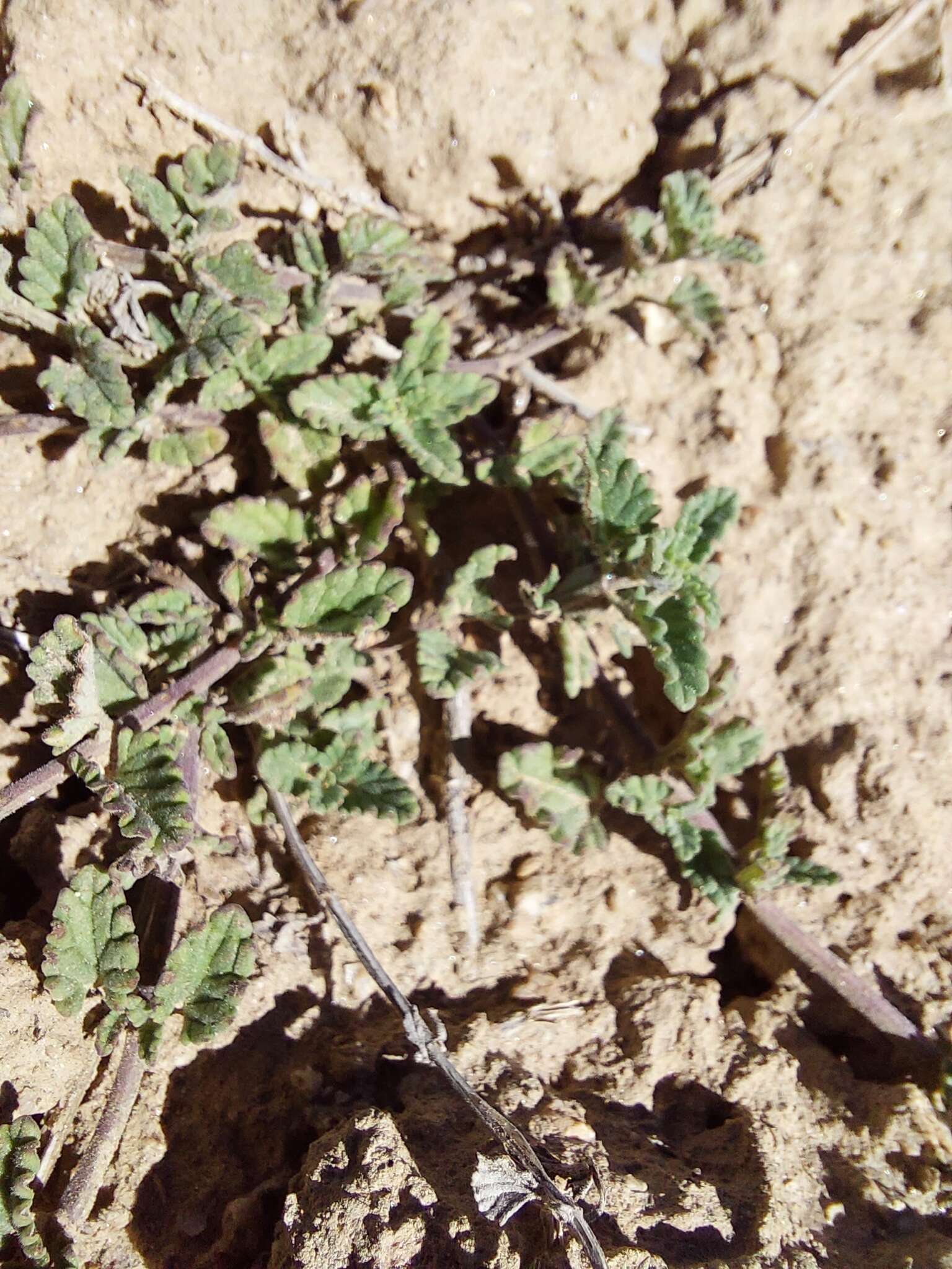 Image of Nepeta discolor Royle ex Benth.